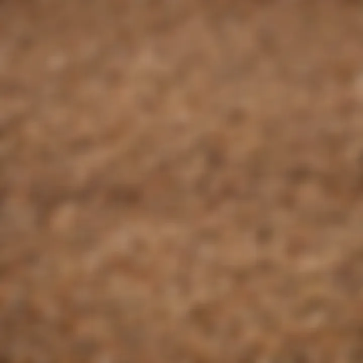 Close-up of whole grains and legumes