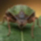 A close-up view of a stink bug on a leaf, showcasing its distinctive markings and coloration.