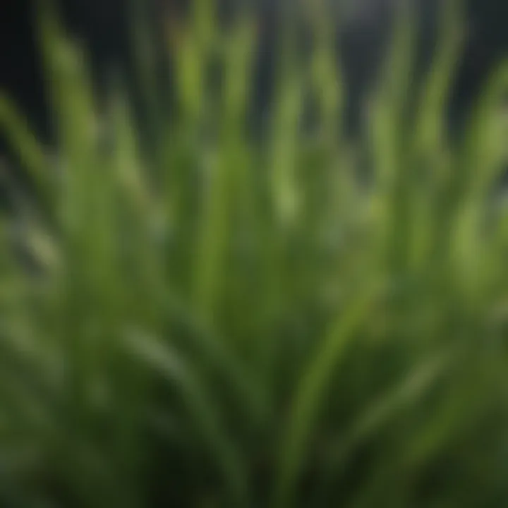 Close-up of St Augustine grass blades