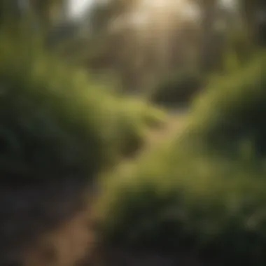 Landscape featuring diverse plants and St Augustine grass