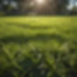 Lush St Augustine grass lawn under sunlight