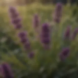 Close-up of dark purple weed in a lawn setting.