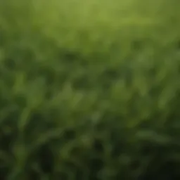 Close-up of lush Empire Zoysia grass showcasing its dense texture
