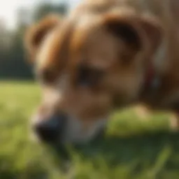 Lawn with visible burn spots caused by dog urine