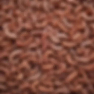Illustration of different types of worms affecting puppies