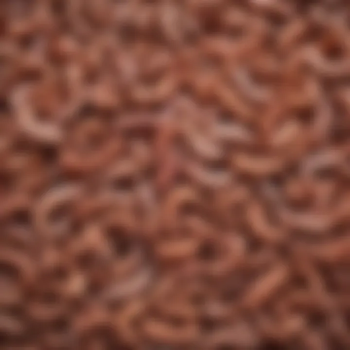 Illustration of different types of worms affecting puppies