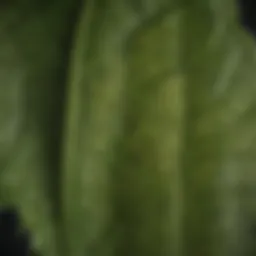 Close-up of Poa annua leaf structure