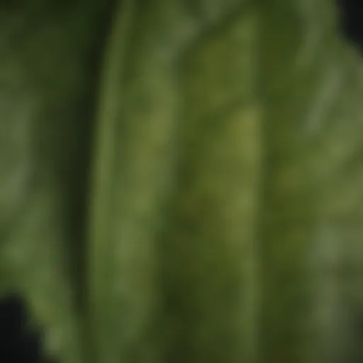 Close-up of Poa annua leaf structure
