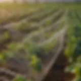 A close-up view of saining nets in a vibrant vegetable field