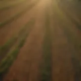 Aerial view of agricultural fields demonstrating supply chain complexity