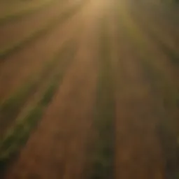 Aerial view of agricultural fields demonstrating supply chain complexity