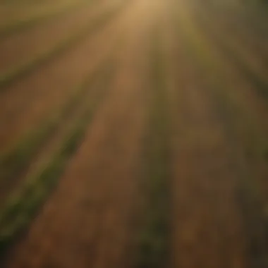 Aerial view of agricultural fields demonstrating supply chain complexity