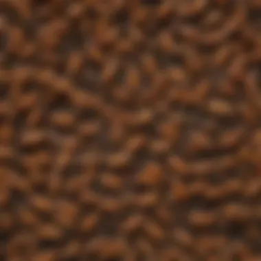 Infographic of different termite species and their characteristics