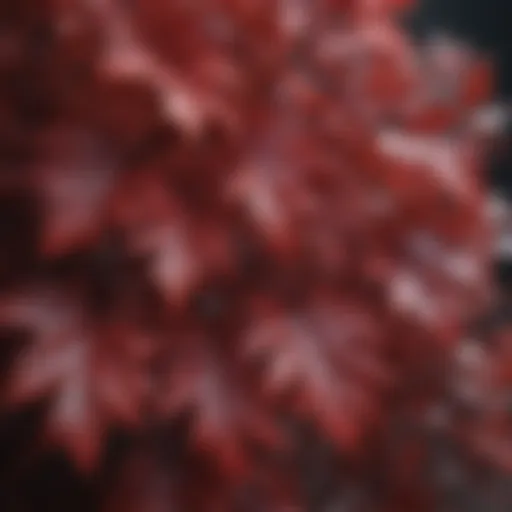 Stunning crimson foliage showcasing the beauty of the plant
