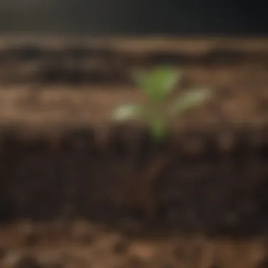 A diagram illustrating carbon sequestration processes occurring in soil.
