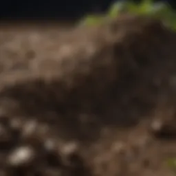 A close-up view of healthy, nutrient-rich soil with visible organic matter.