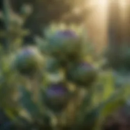 Lush artichoke plants in a sunny garden setting