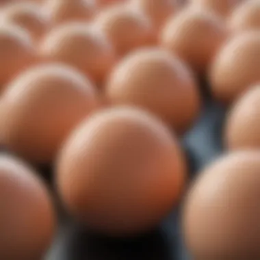 Development stages of chicken embryos