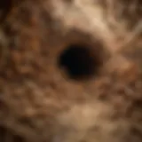 Close-up of a termite colony showcasing their intricate tunnel system