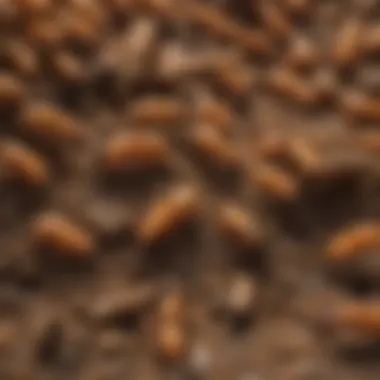 Diversity of Termite Species Impacting Agriculture Illustration of the various types of termites found in agriculture