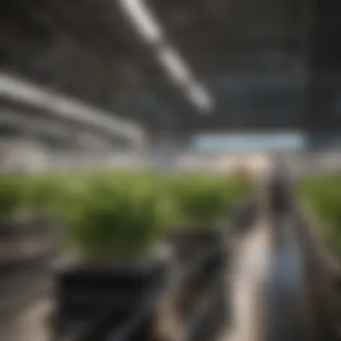 Futuristic advancements in hydroponic technology for sustainable farming