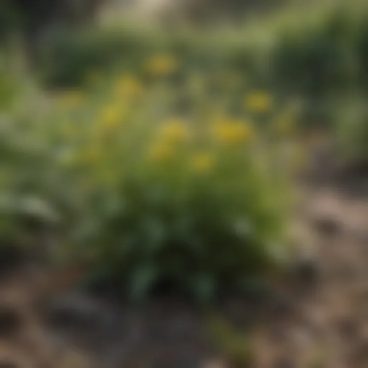 Diverse types of weeds with stickers in a natural setting