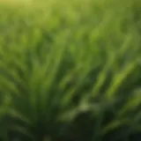 Close-up view of healthy zoysia grass blades
