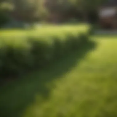 Lush zoysia lawn in a Kansas backyard